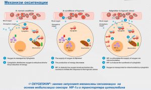 Oxygeskin Насыщение кожи кислородом - oxygeskin ris3 - 4