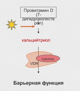 Витамин Д - vederine ris.2 - 4